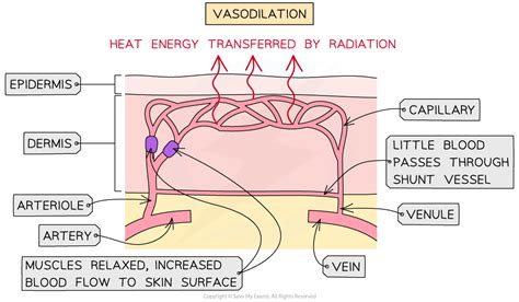 Vasoconstriction & Vasodilation - Gidemy Class Notes