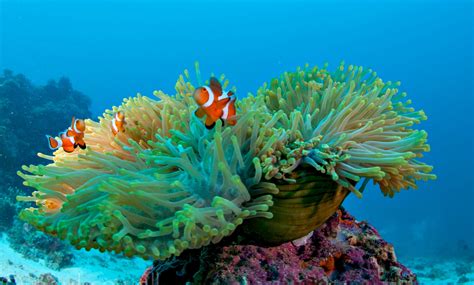 Clownfish and sea anemone relationship myths and facts