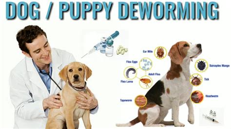 Do Dogs Need Deworming