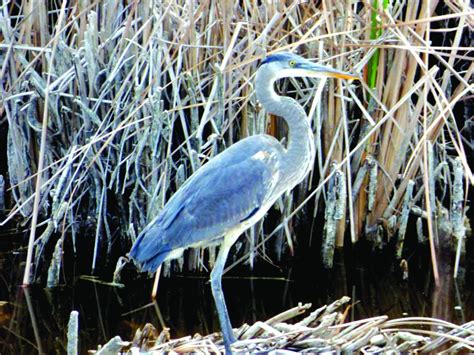 Photos: Wildlife in Lake Havasu City | Galleries | havasunews.com