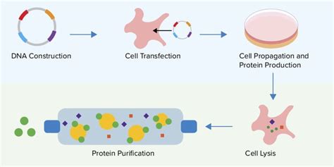 Plasmids 101: Protein Expression