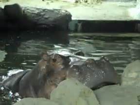 Hippo Sounds - YouTube