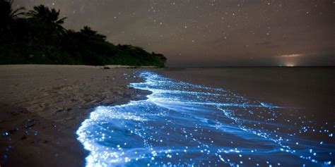 Kayaking in Vieques' Bioluminescent Bay: Book Tours & Activities at ...