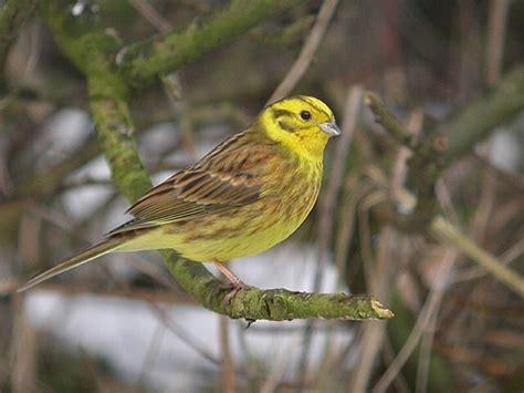 Alabama Week for the Animals Inspiration | State birds, Bird species, Great backyard bird count