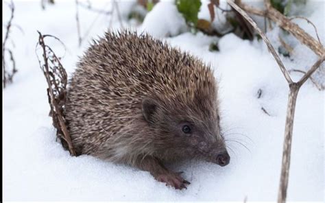 Hedgehog in the snow | Hedgehog, Winter animals, Pet birds