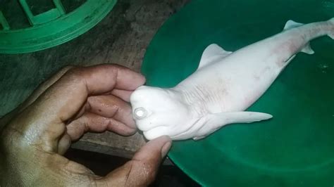 'Cyclops' albino baby shark with one eye absolutely baffles fishermen ...