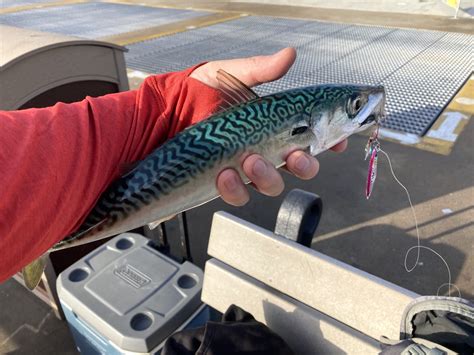 Pacific Chub Mackerel - Pier Fishing in California