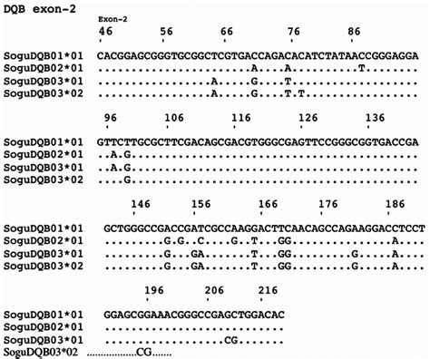 DNA sequence alignment for four alleles detected in the DQB (exon-2 ...