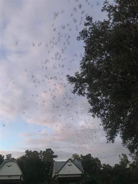 University of Florida Bat Houses – Gainesville, Florida - Atlas Obscura