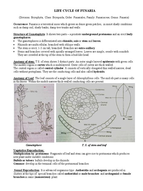 life cycle of funaria | Spore | Plant Stem