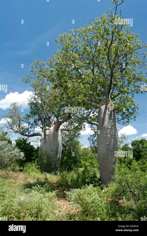 Baobab trees in Australia Stock Photo - Alamy