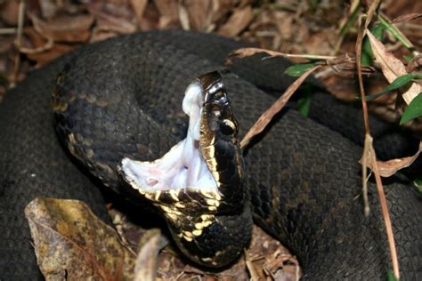 How to Identify a Baby Cottonmouth Snake (16 Helpful Photos)