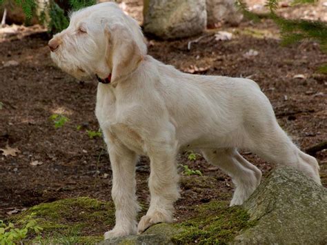 Pook's Rise Spinoni - Spinone Italiano Puppies For Sale