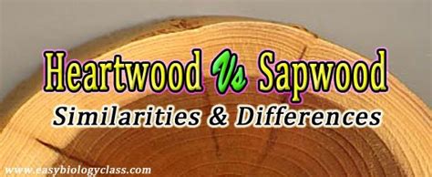 Difference between Heartwood and Sapwood | EasyBiologyClass