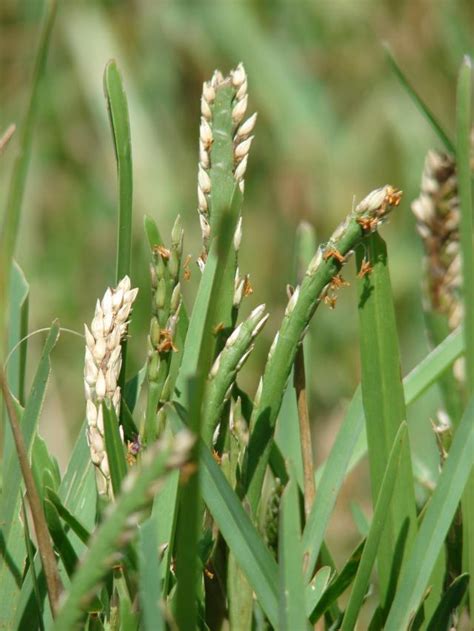 St Augustine grass (Stenotaphrum secundatum), flowers and seeds | Feedipedia