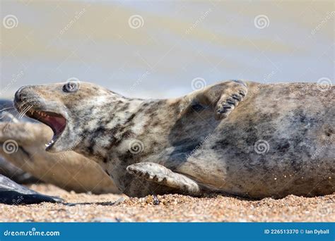 Crazy Animal Meme Image of a Startled Seal Stock Photo - Image of camera, dropped: 226513370