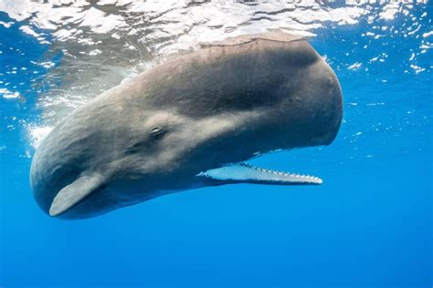 Do Sperm Whales Have Teeth? Everything You Need To Know – Ocean Action Hub