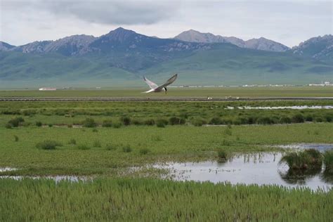 Climate Change is Changing Wetland Ecosystems | Earth And The Environment