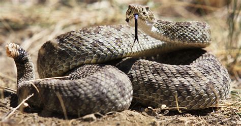 100s of rattlesnakes have been spotted in Central Pa. Here's where: