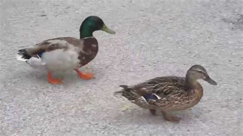 Ducks Waddling - YouTube