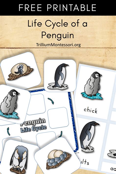 Free Printable: Life Cycle of a Penguin