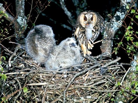 Long-Eared Owl | Coniferous Forest