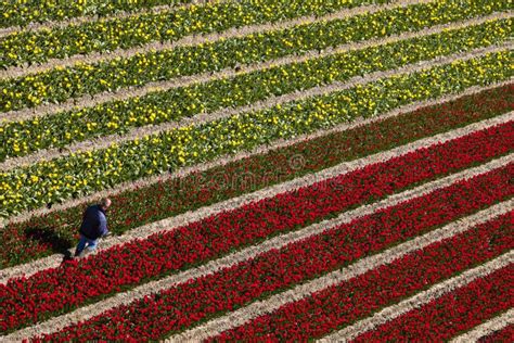 Aerial View of the Tulip Fields in North Holland Editorial Photo ...