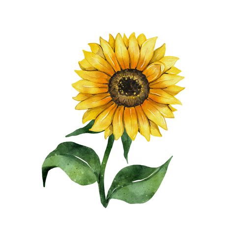 Sunflower watercolor drawing. Yellow flower isolated on white ...