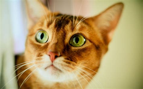 Cat big green eyes wallpaper | 2560x1600 | #12137