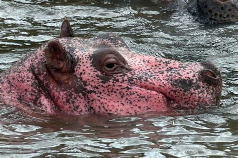 Extremely Rare Pink Hippo Is Both A Beauty And A Tragedy Of Nature ...