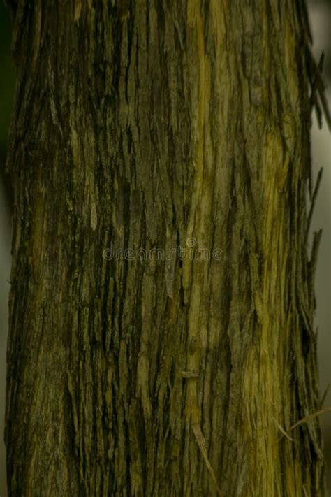 Dried Tree Bark on the Trunk Stock Photo - Image of grey, lumber: 136964166