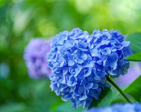 Premium Photo | Blue hydrangea flowers close up