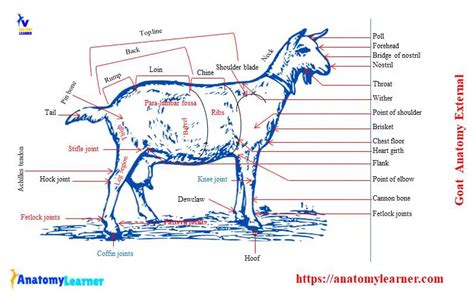 Goat Anatomy - External and Internal Anatomical Features with Labeled Diagram » AnatomyLearner ...