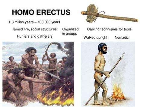 Homo erectus