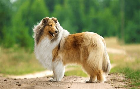 Types Of Shepherd Dogs: 20 Shepherd Dog Breeds - Marvelous Dogs