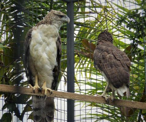 27 Wild Animals in Papua New Guinea [Wildlife in Papua New Guinea]