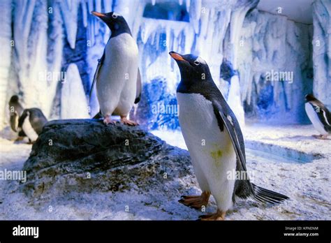 Eight Gentoo penguins arriving at the SEA LIFE London Aquarium from SEA ...