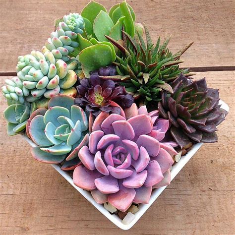 60+ DIY Indoor Succulent Arrangements Ideas 2019 - Page 8 of 61 ...