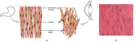 Smooth Muscle | Anatomy and Physiology I