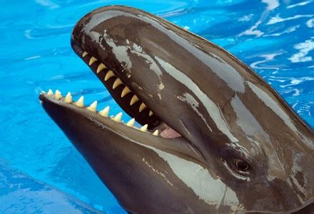 False Killer Whale l Astounding - Our Breathing Planet