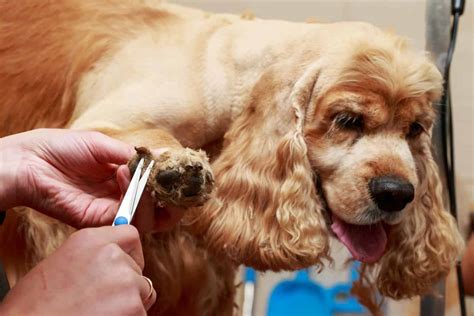 Cocker Spaniel: High-maintenance grooming needs, happy, friendly