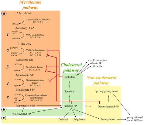 IJMS | Free Full-Text | Mevalonate Pathway Blockade, Mitochondrial ...