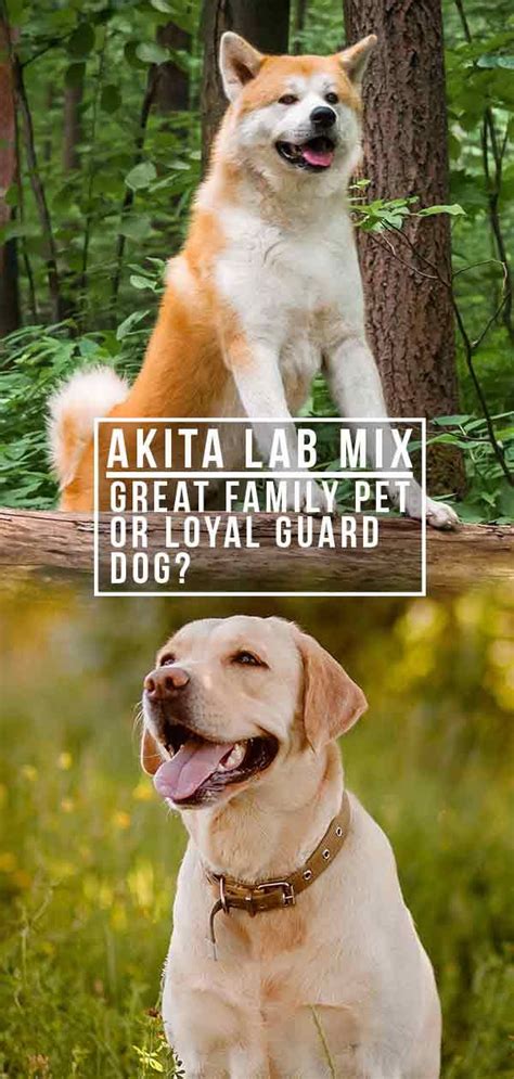 Akita Lab Mix – Great Family Pet or Loyal Guard Dog? | Pets, Guard dogs ...