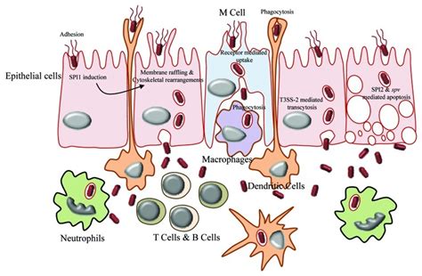 Salmonella Typhi Pathogenesis