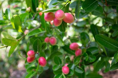 Premium Photo | Karonda Fruit Carissa carandas Carunda Karonda seeds ...