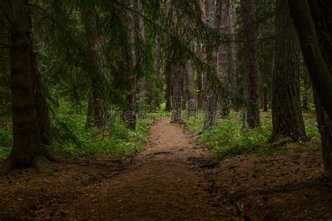 Path in the Deep Forest. Deep Dark Forest Stock Photo - Image of summer ...