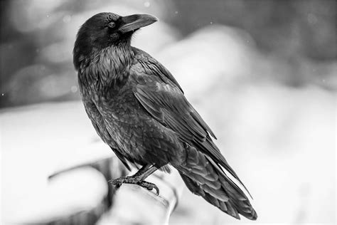 🔥 [140+] Raven Wallpapers | WallpaperSafari