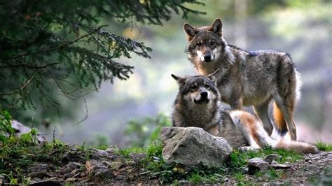 There are only 30 wolves in Norway—and 11,000 people applied to kill ...