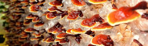 Reishi Mushroom Benefits and How to Get Them - GroCycle