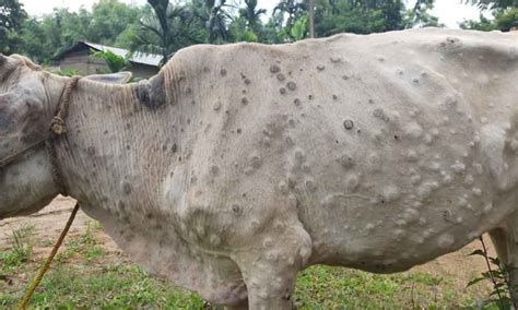 Lumpy Skin Disease: An emerging threat for the dairy farmers of North East India